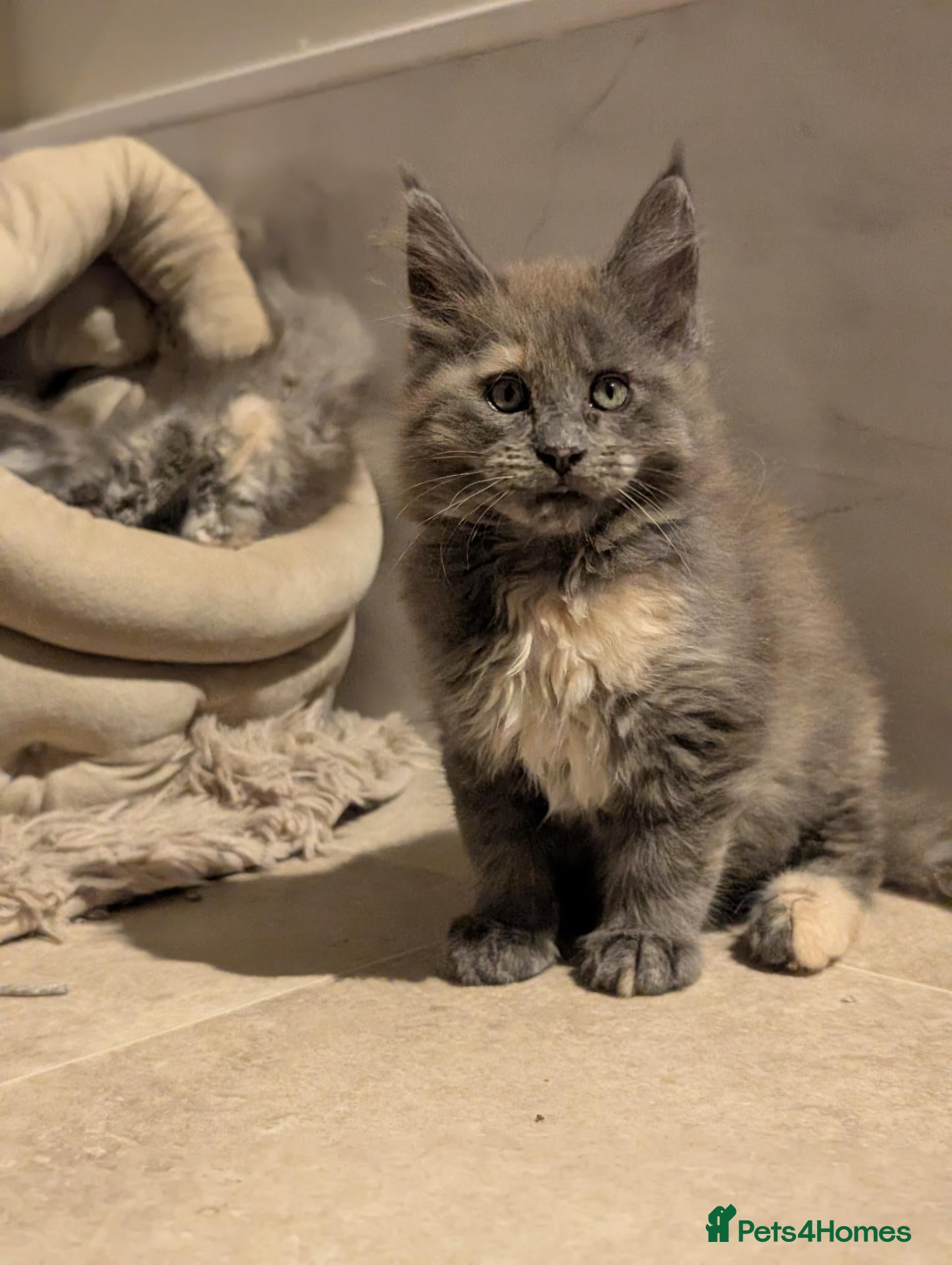 Maine Coon cats 4 Tica pedigree Maine coon kittens - Advert 1