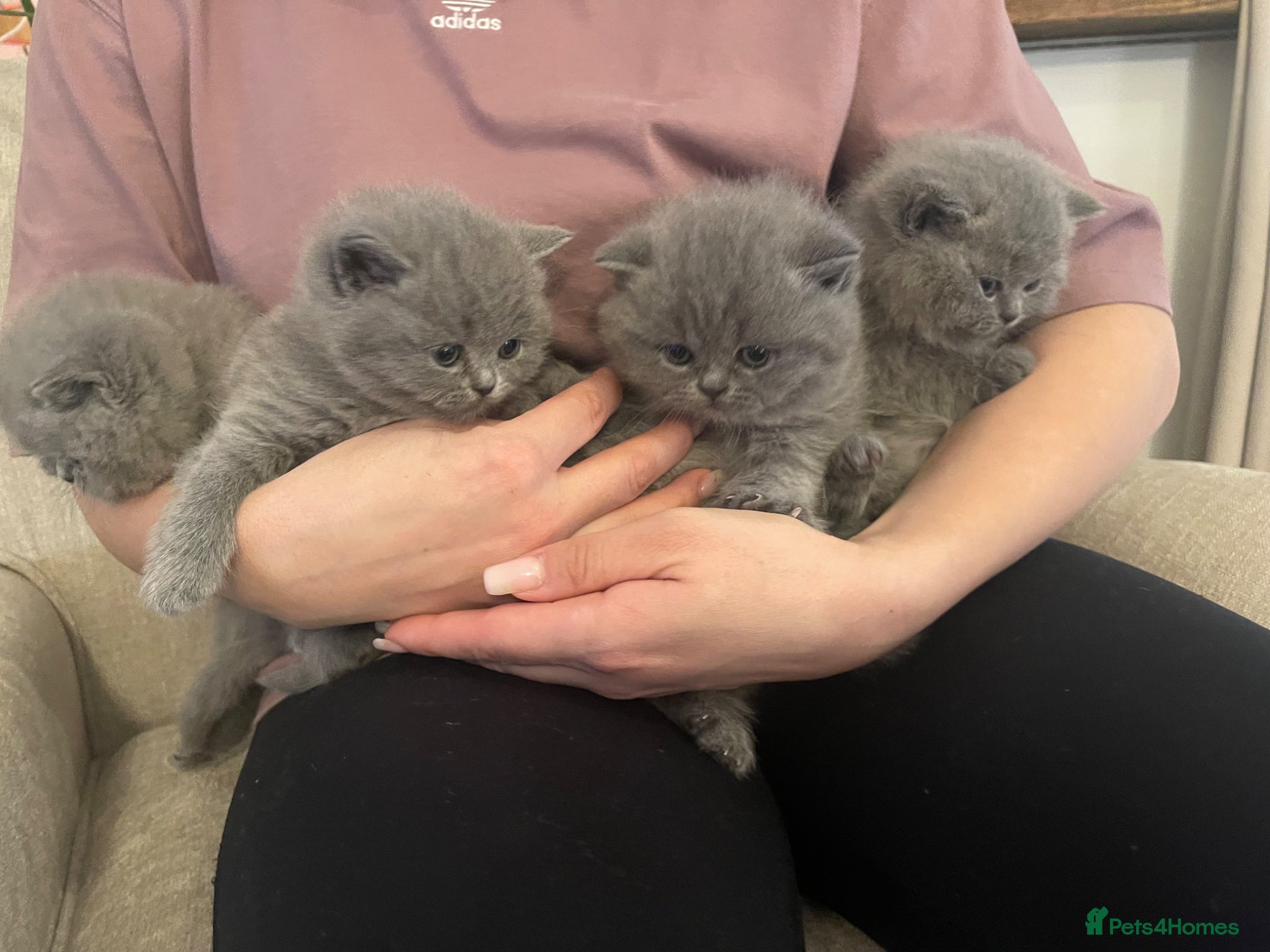 British Shorthair cats GORGEOUS BRITISH SHORTHAIR BLUE GCCF KITTENS - Advert 5