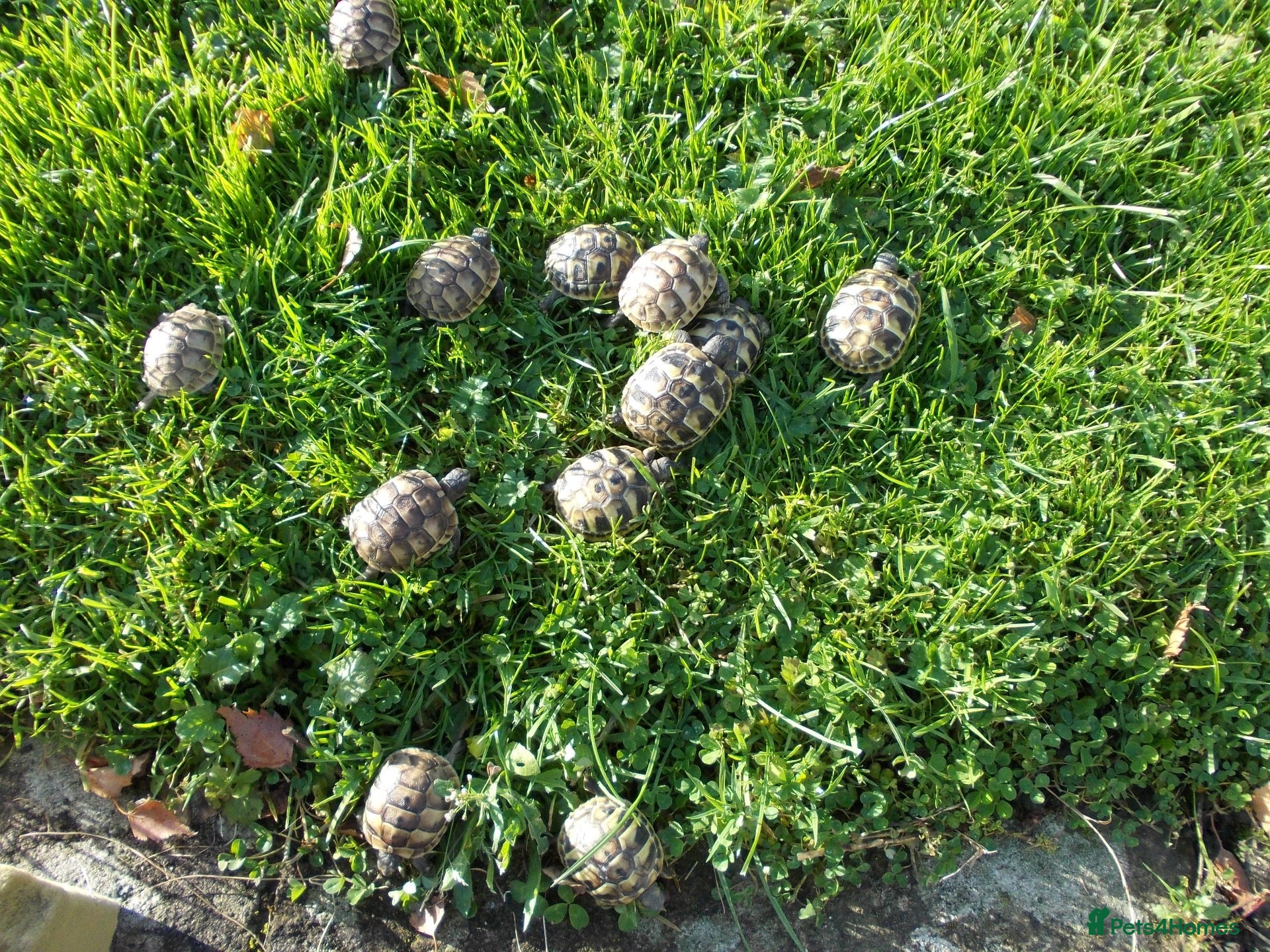 Tortoise reptiles Hermanns Thb & Spur-thighed - Advert 3