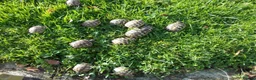 Tortoise reptiles for sale: Hermanns Thb & Spur-thighed - Advert 1