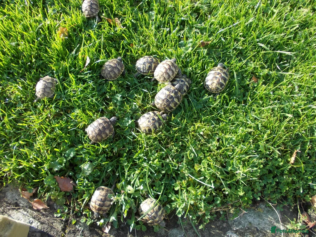 Tortoise reptiles for sale: Hermanns Thb & Spur-thighed - Advert 1