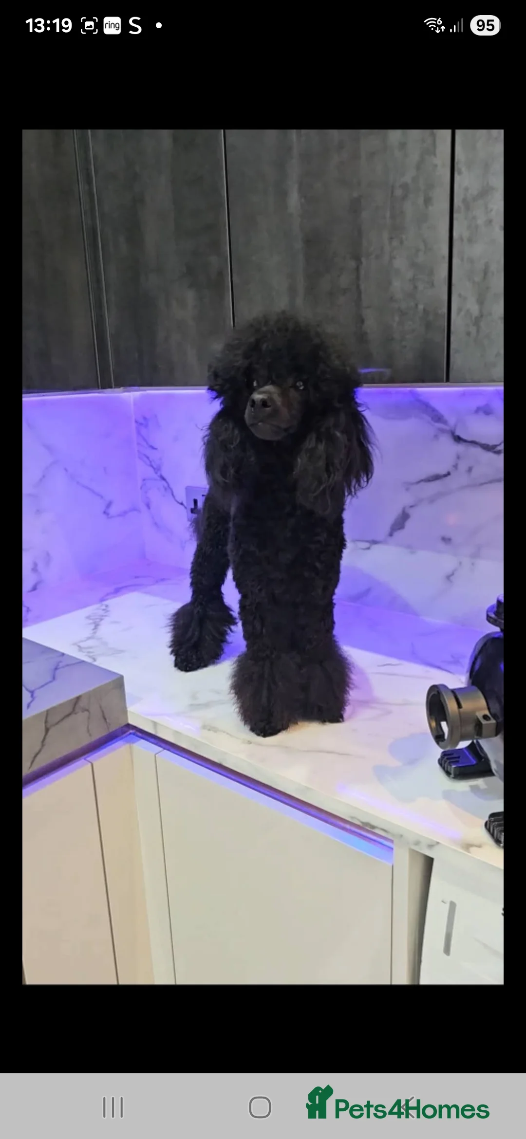 Toy Poodle dogs for stud: Toy poodle stud boy  - Advert 2