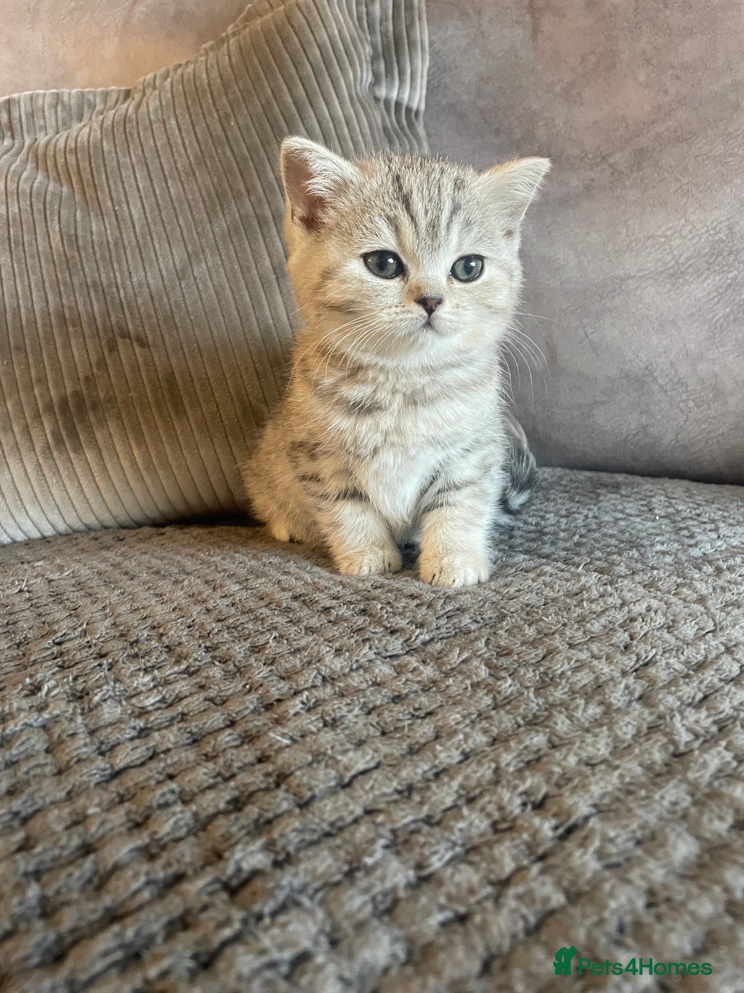 British Shorthair cats for sale: Beautiful GCCF reg female BSH available - Advert 1