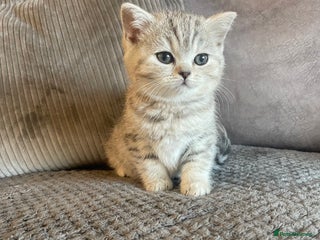 British Shorthair cats Beautiful GCCF reg female BSH available - Advert 1
