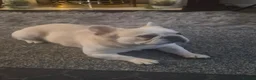 French Bulldog dogs for stud: Dog for stud - Advert 4