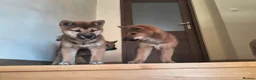 Japanese Shiba Inu dogs for sale: Pure Breed Japanese Shiba Inu Puppies  in Goole - Advert 32