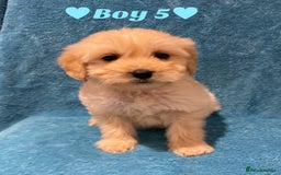 Goldendoodle dogs for sale: F1B Goldendoodles - Image 10