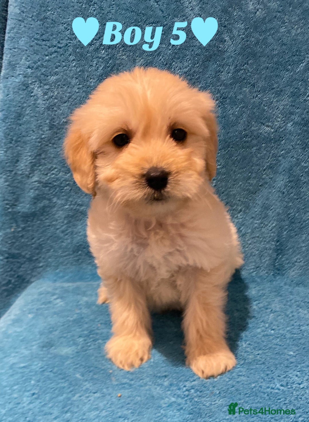 Goldendoodle dogs for sale: F1B Goldendoodles - Image 10