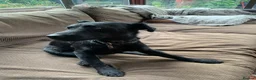 Mixed Breed dogs for adoption: 💙🐶 JAKE -LOVING 2 yo PATTERDALE CROSS BOY in Telford - Advert 17