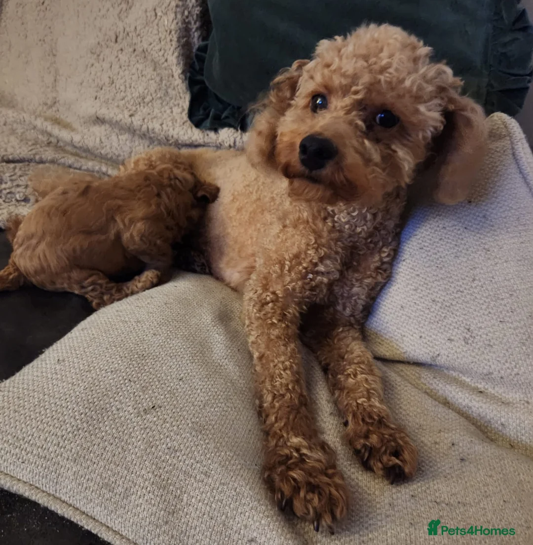 Toy Poodle dogs for sale: Toy Poodle Puppy  - Advert 9
