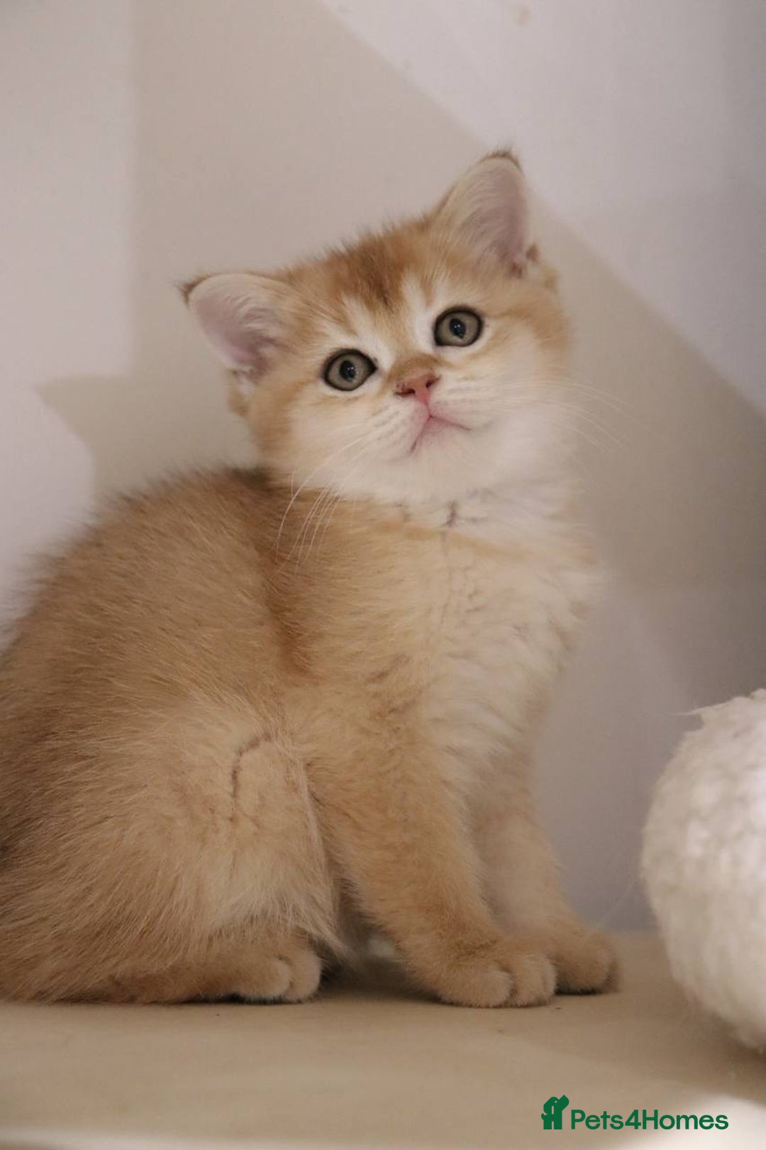 British Shorthair cats for sale: Stunning Champion Bloodlines kittens  - Advert 5