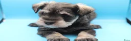 Miniature Schnauzer dogs for sale: 🌟 Exceptional KC Miniature Schnauzer Puppies 🌟 - Advert 25