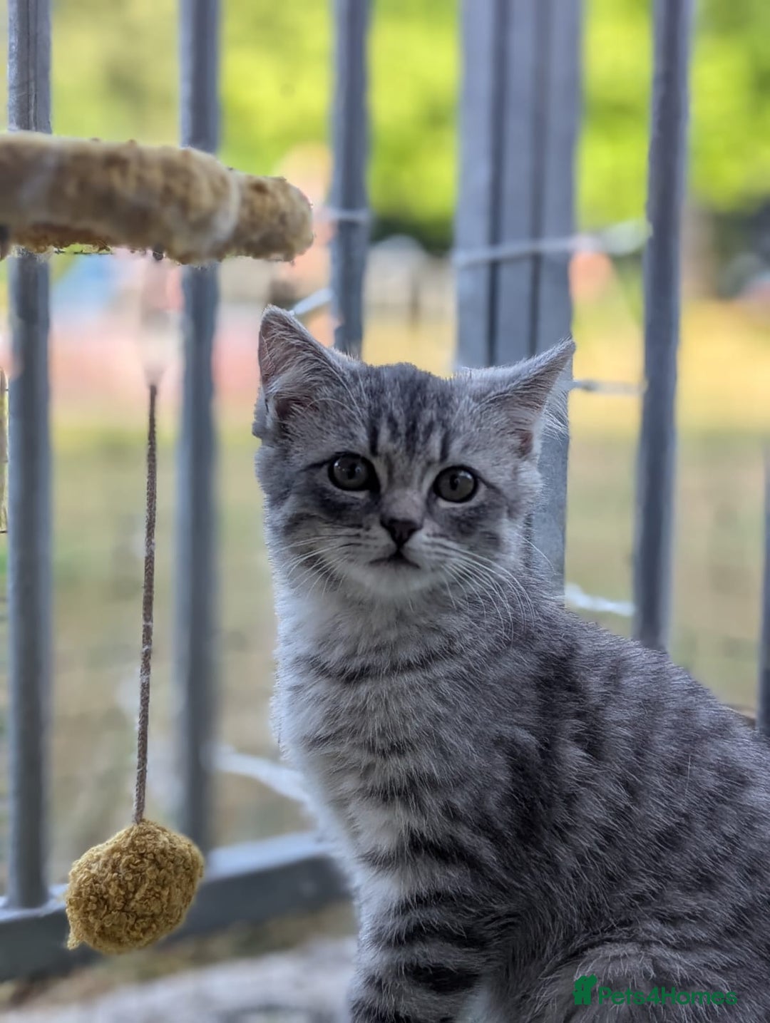 Persian cats for sale: ADORABLE RUSSIAN BLUE X PERSIAN KITTENS - Image 8