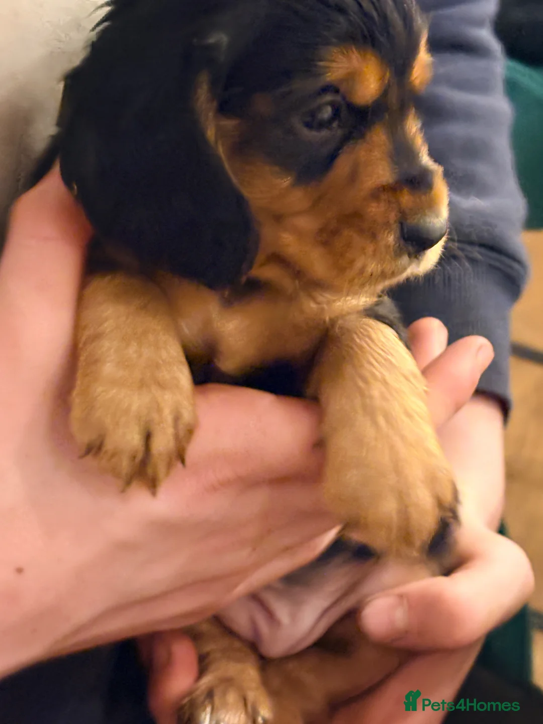 Cocker Spaniel dogs for sale: Lovely litter by our gorgeous cockerspanial Milly - Advert 14