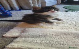 Mixed Breed cats for sale: Lovely kittens Looking for new Homes  - Image 17