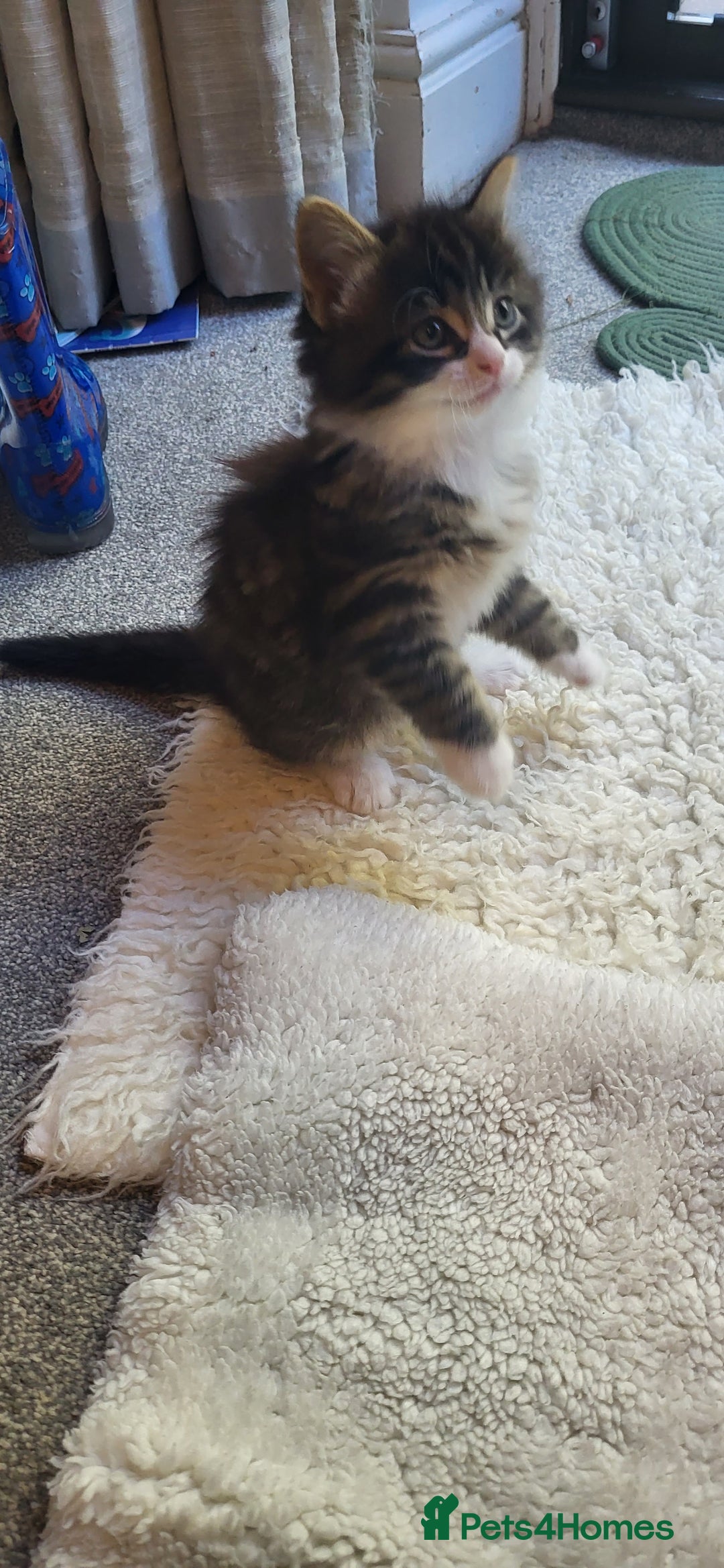 Mixed Breed cats for sale: Lovely kittens Looking for new Homes  - Image 17