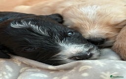 Mixed Breed dogs for sale: Bernedoodle - Image 8