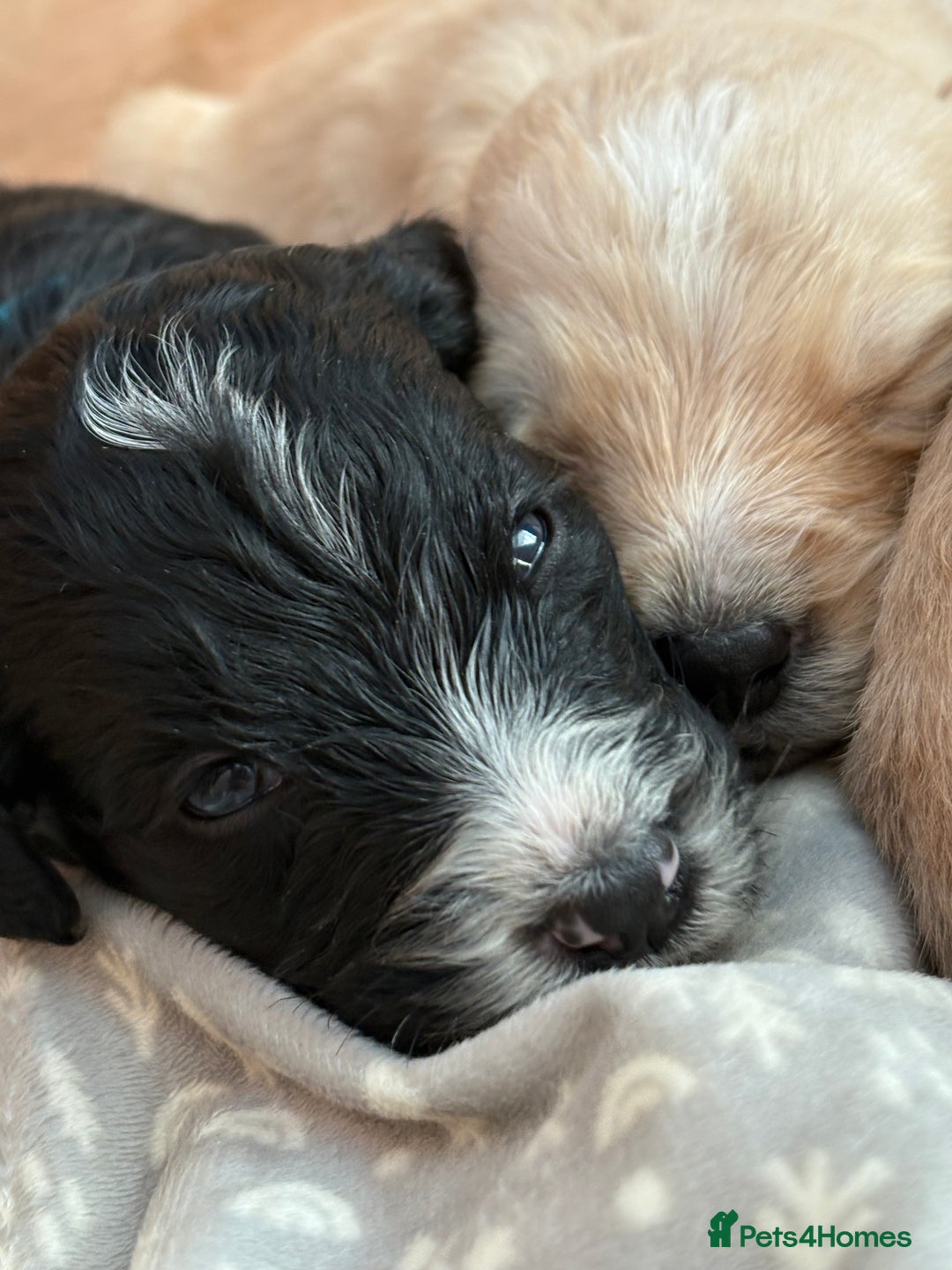 Mixed Breed dogs for sale: Bernedoodle - Image 8