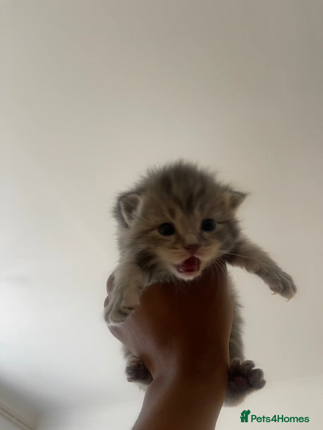 Mixed Breed cats for sale: Our Adorable Mixed-Breed Kittens - Ready June 3rd! in London - Advert 2