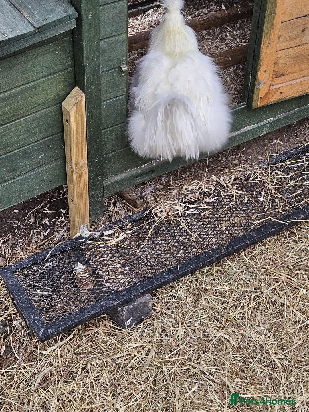 Chickens poultry for sale: White Non-Bearded Silkie Chicken - Advert 4