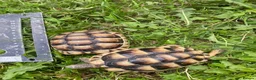 Tortoise reptiles for sale: Marginated Tortoises for sale - Advert 3