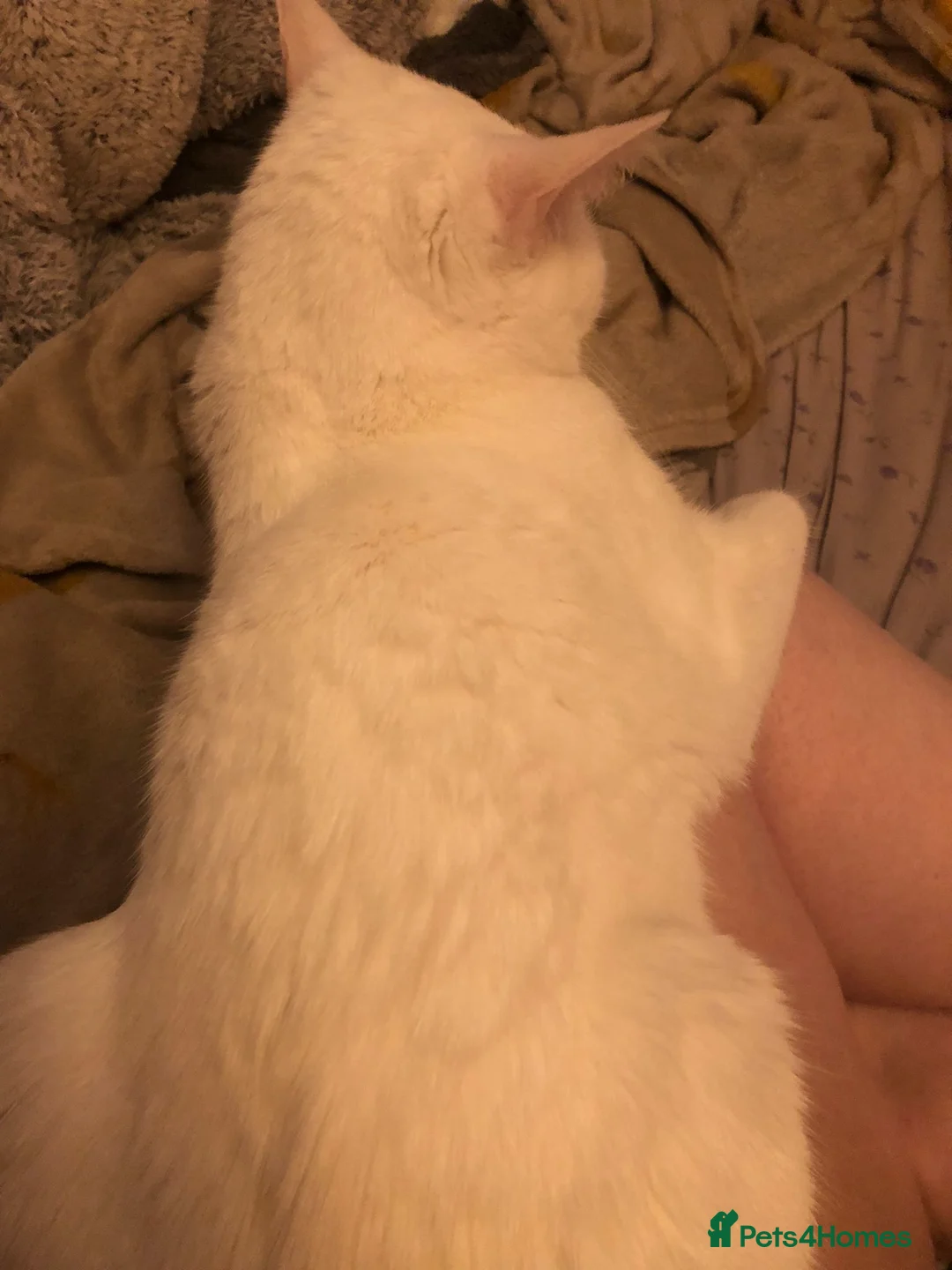 British Shorthair cats for sale: Snowy - Advert 3