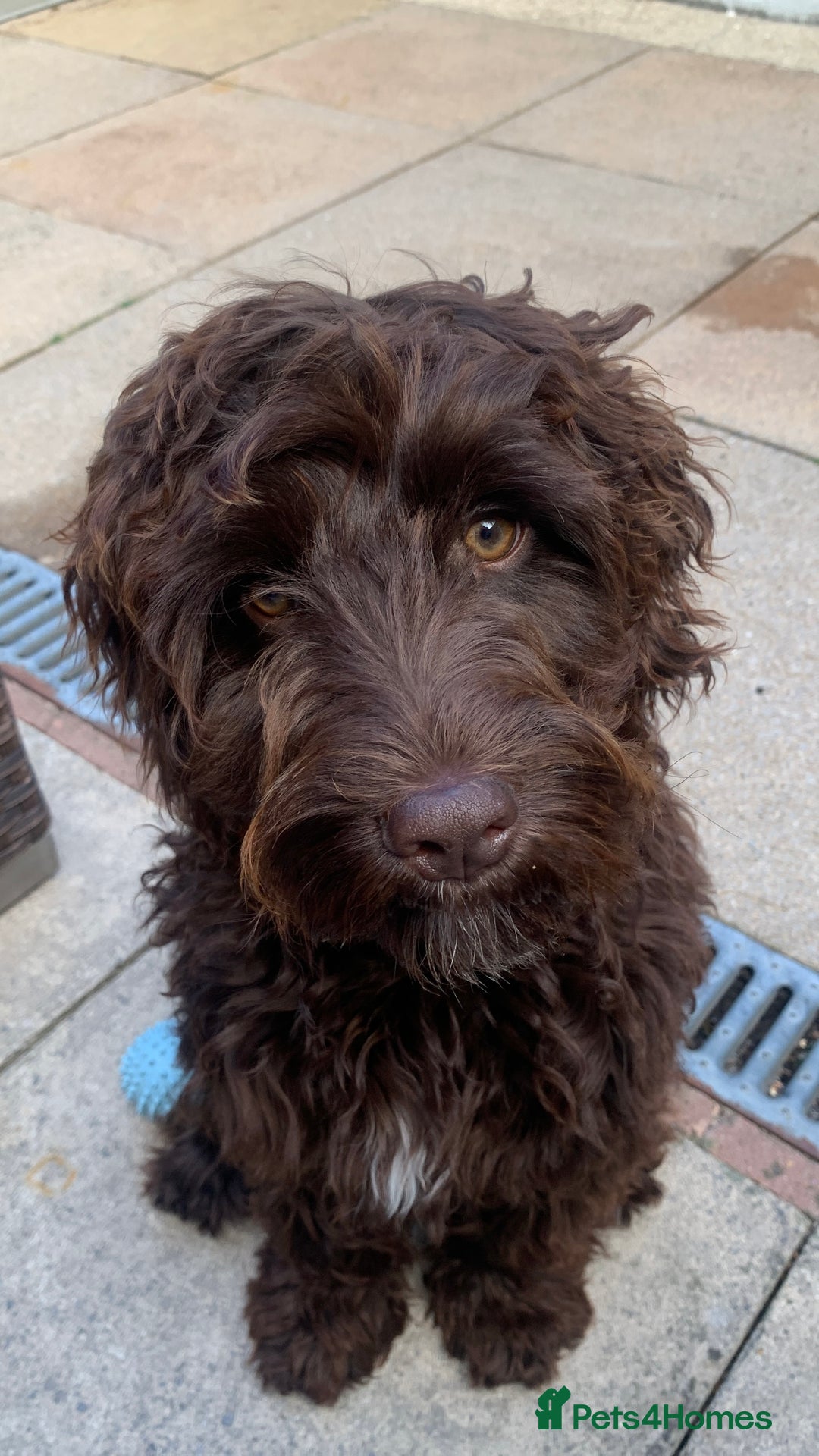 Cockapoo dogs for sale: 1 year old male cockapoo  - Advert 13