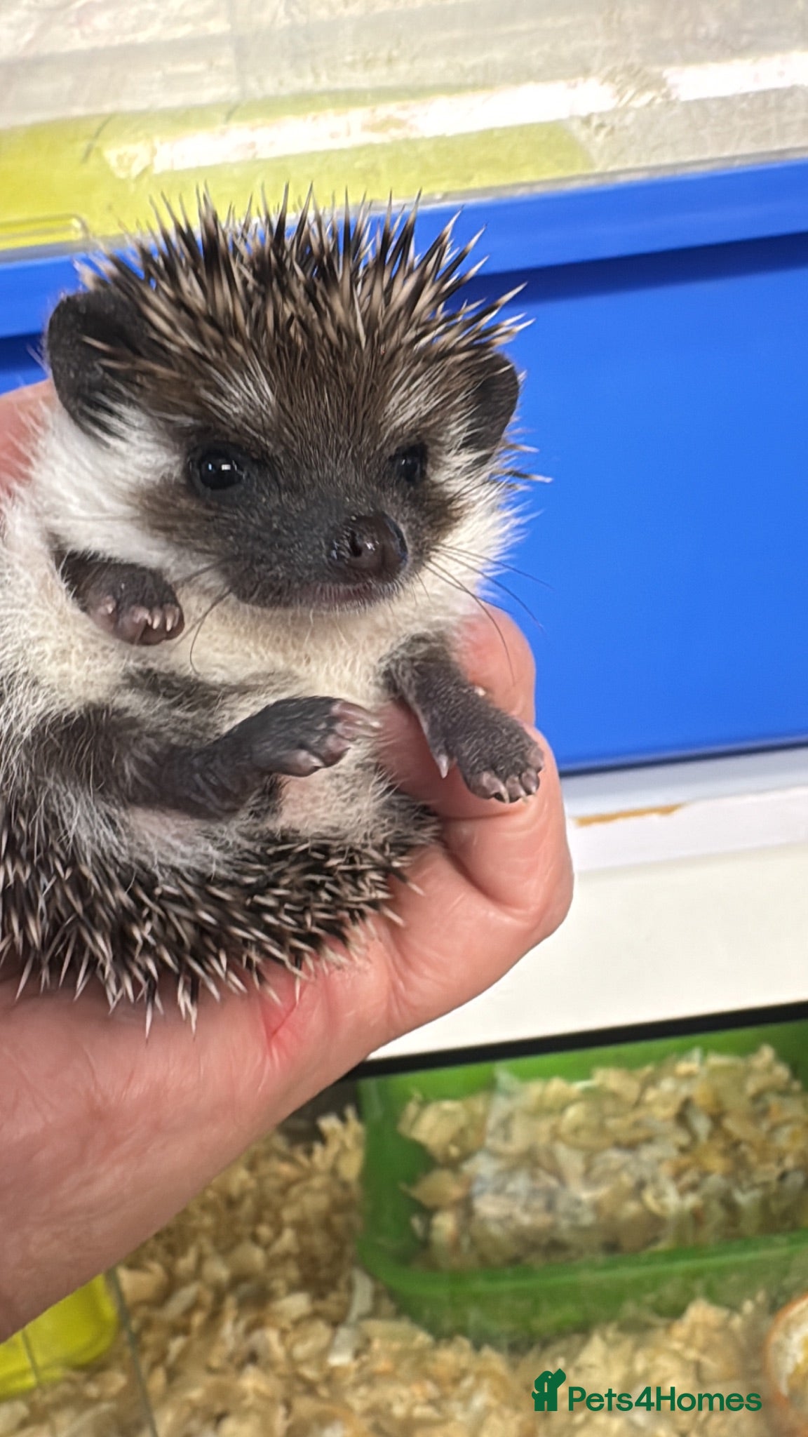 Pygmy Hedgehog rodents 8wk old litter of APH hoglets seeks 5* homes/READY - Advert 1