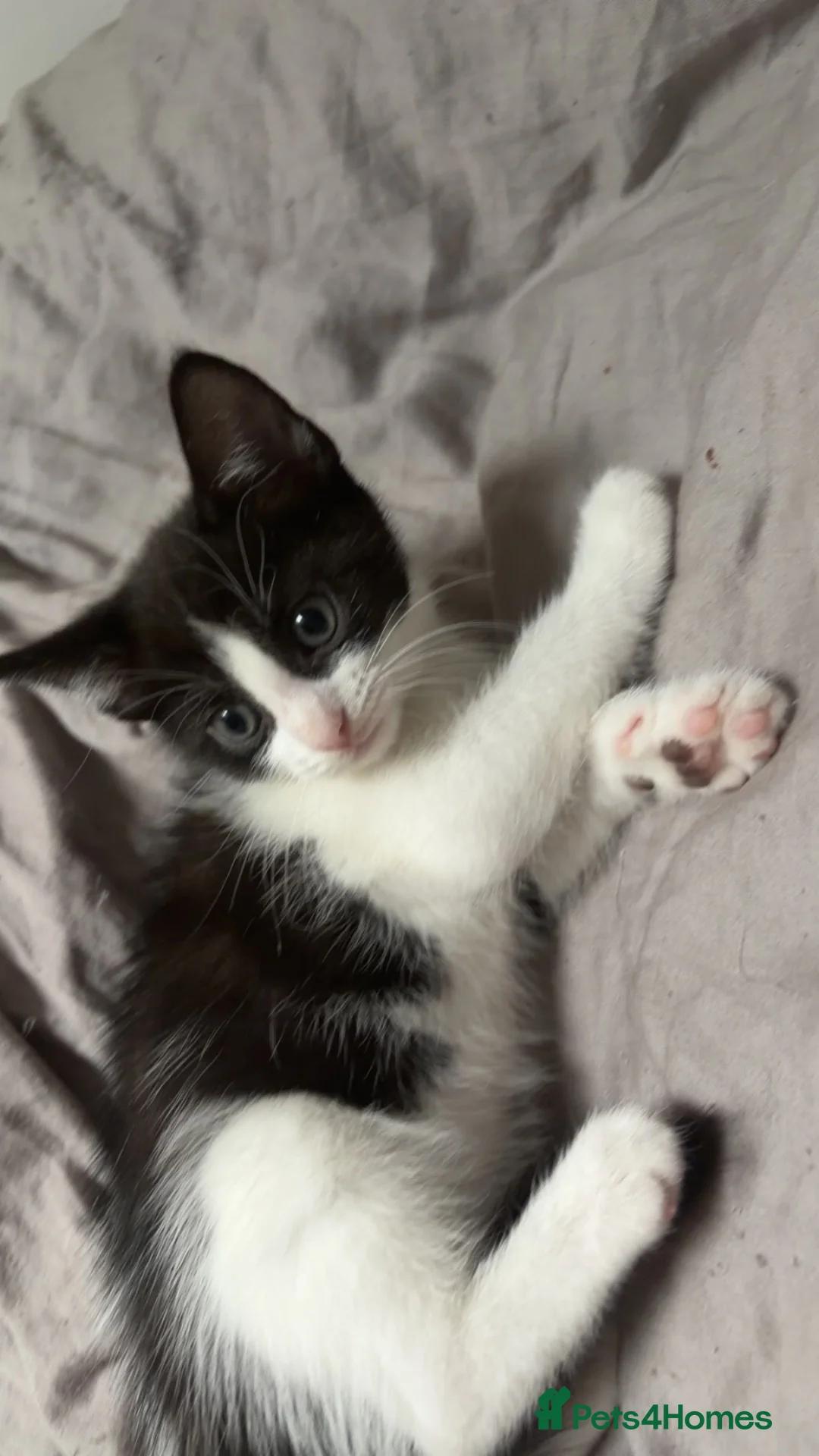 Mixed Breed cats for sale: 3 beautiful kittens ready for their new home in Huddersfield - Advert 5