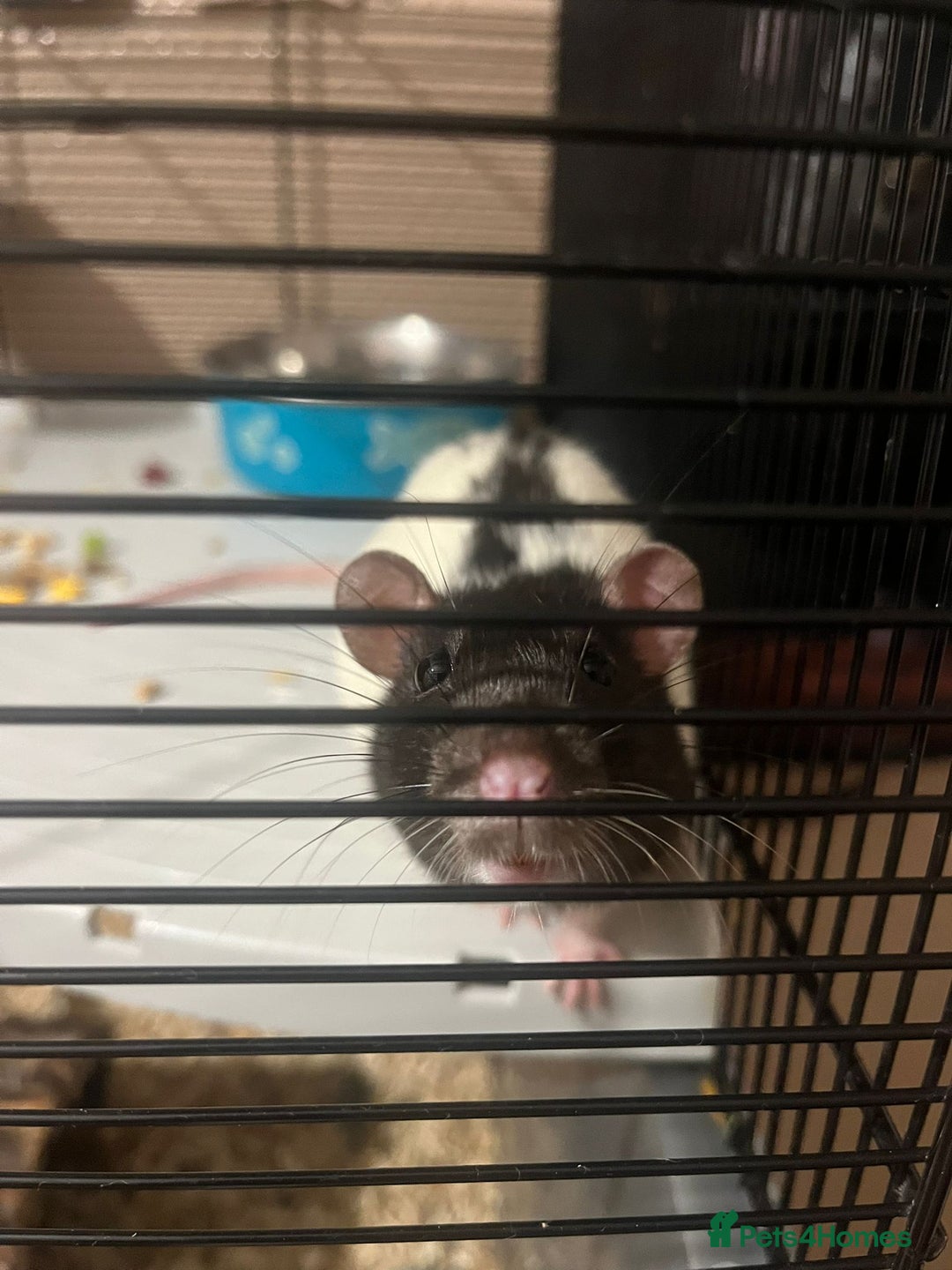 Rat rodents for sale: Two female tame rats  - Advert 7