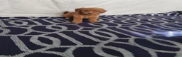 Cavapoo dogs for sale: Beautiful cavapoo puppies  - Advert 5