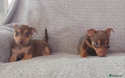 Jack Russell dogs for sale: Miniature jack Russell pups - Image 16
