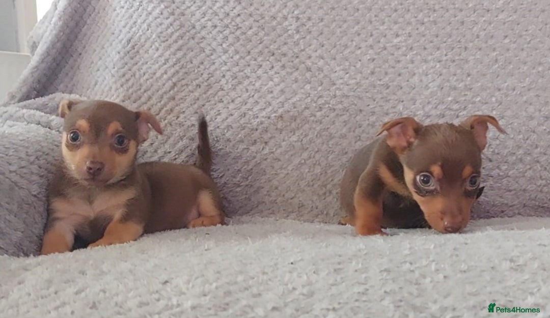 Jack Russell dogs for sale: Miniature jack Russell pups - Image 16