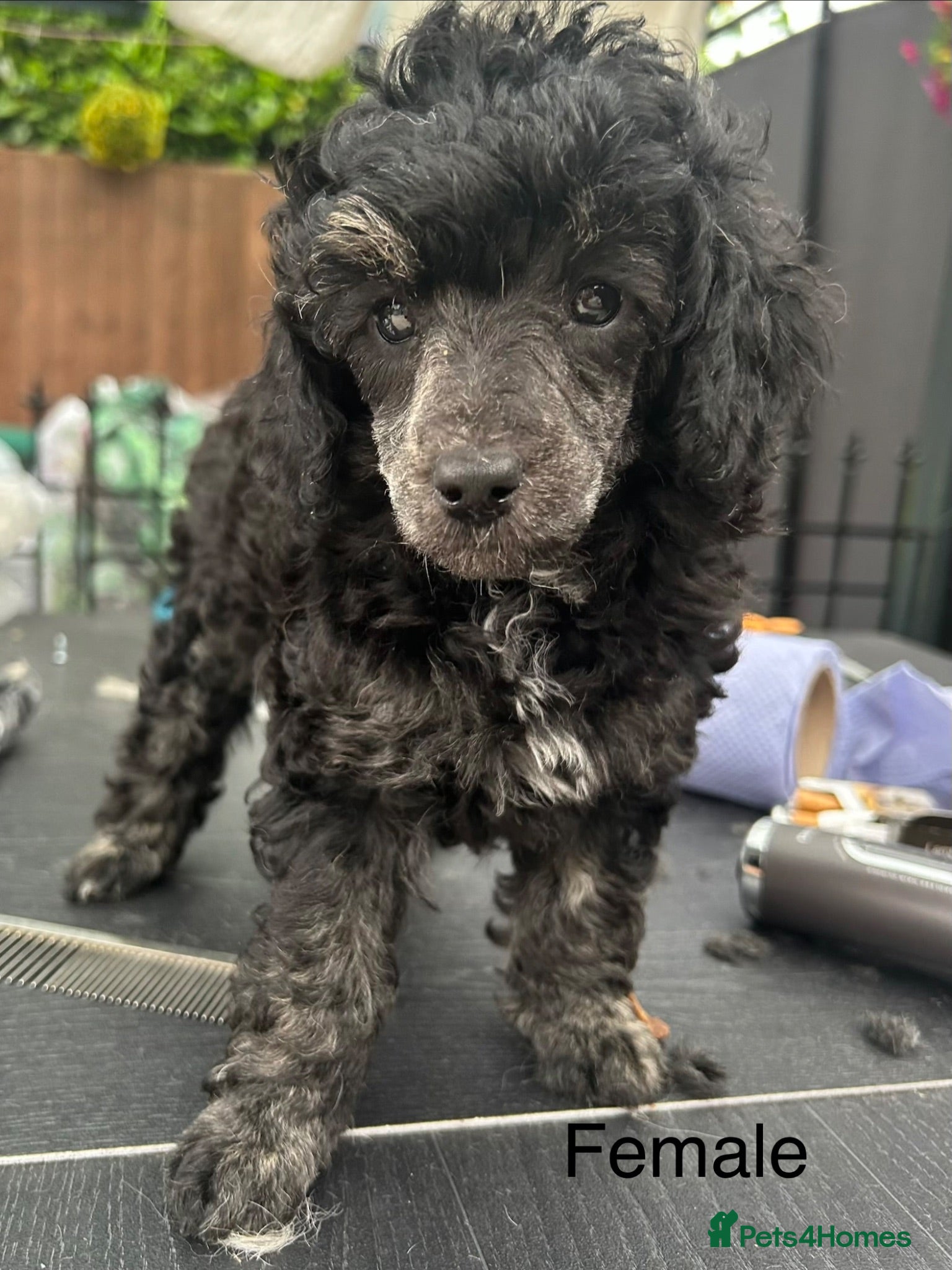 Miniature Poodle dogs KC registered miniature poodles  - Advert 2