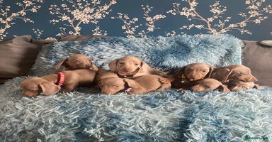 Miniature Dachshund dogs - Advert 13