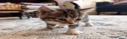 Mixed Breed cats for sale: 5 Beautiful Tabby Kittens for sale ❤️❤️ - Advert 3