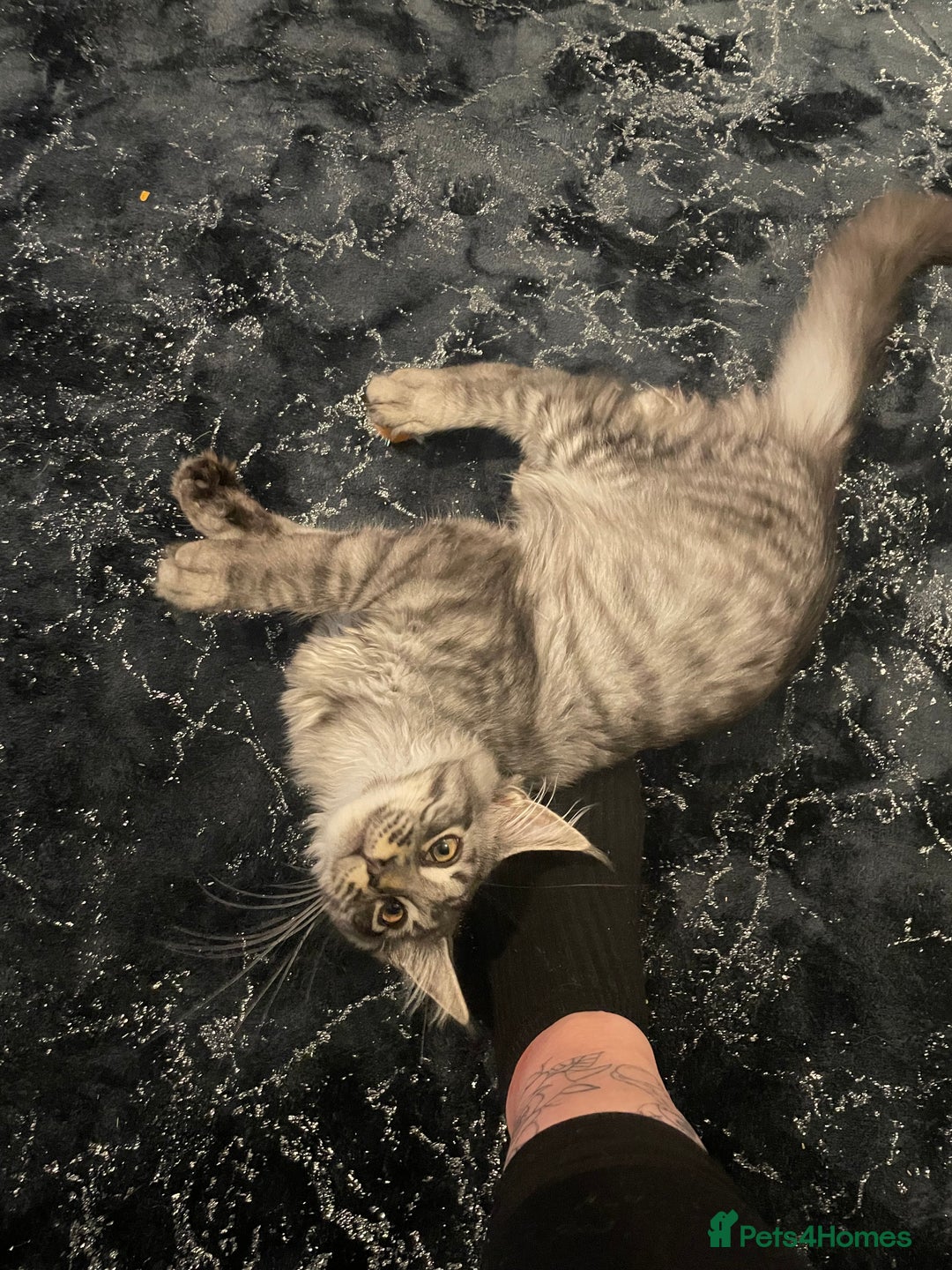 Maine Coon cats for sale: Male Mainecoon - Image 4