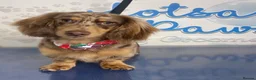 Miniature Dachshund dogs for sale: Beautiful Mini dachshund– 2 Females Available - Advert 3