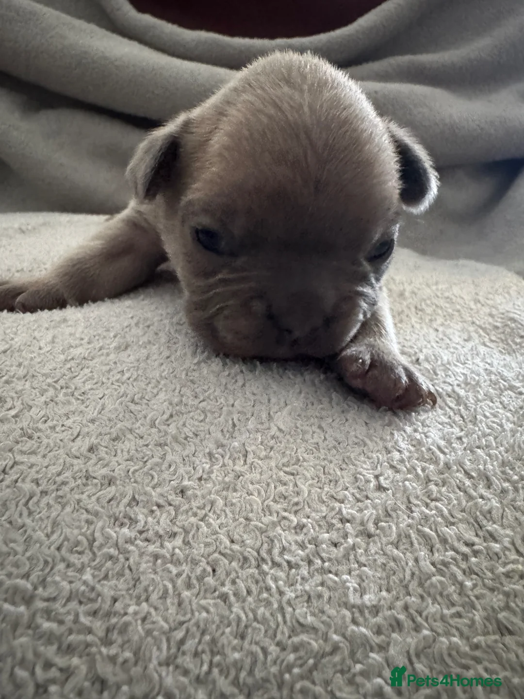 French Bulldog dogs for sale: French bulldog puppies - Advert 12