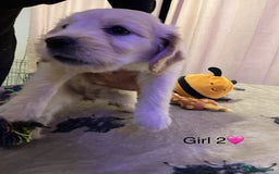Mixed Breed dogs for sale: Beautiful chunky golden retriever x cockapoos  - Image 8