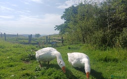 Geese poultry for sale: Beautiful Emden Geese - Image 7