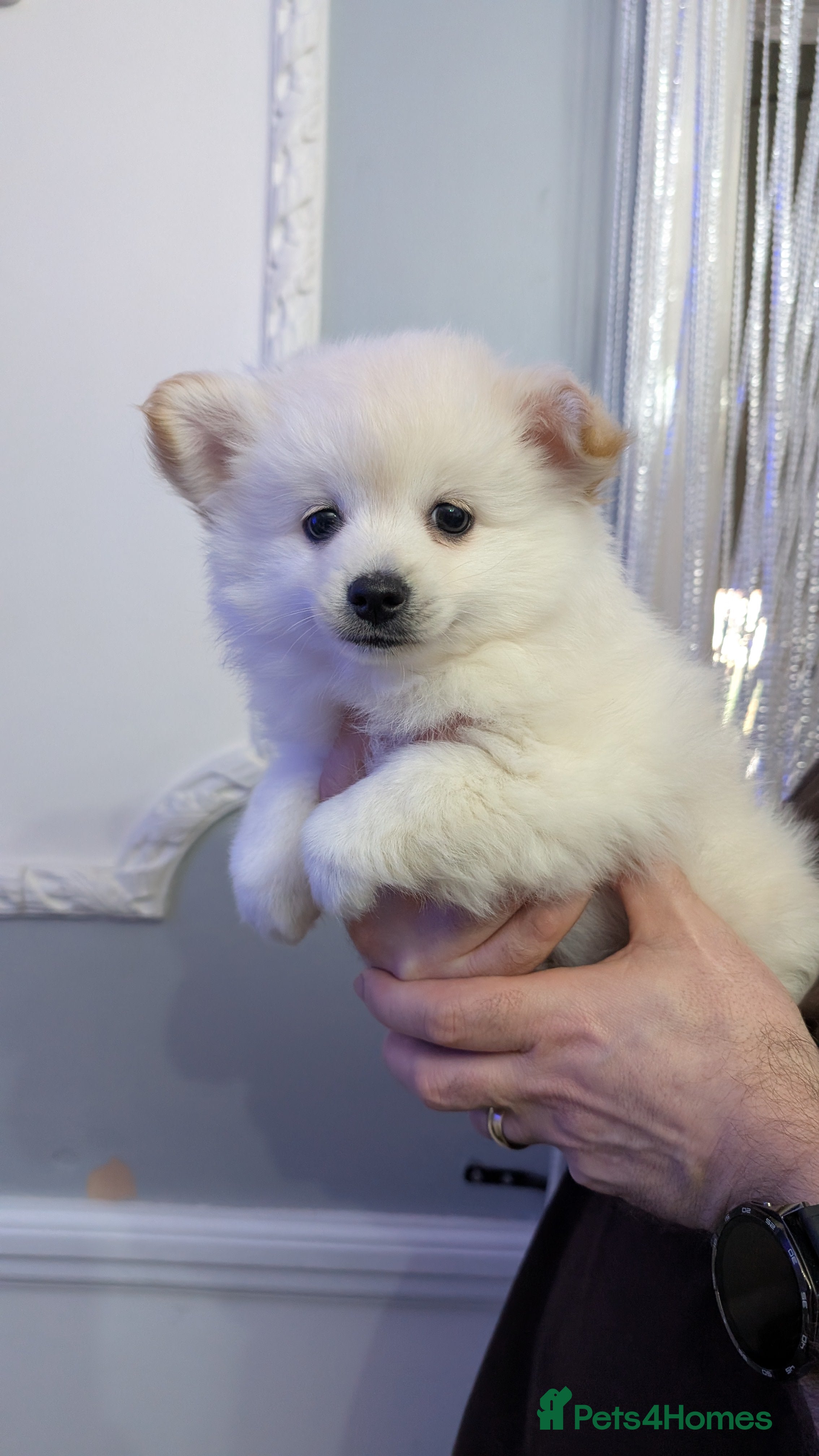 Pomchi dogs Pomchi puppy's  - Advert 1