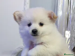 Pomchi dogs Pomchi puppy's - Advert 1