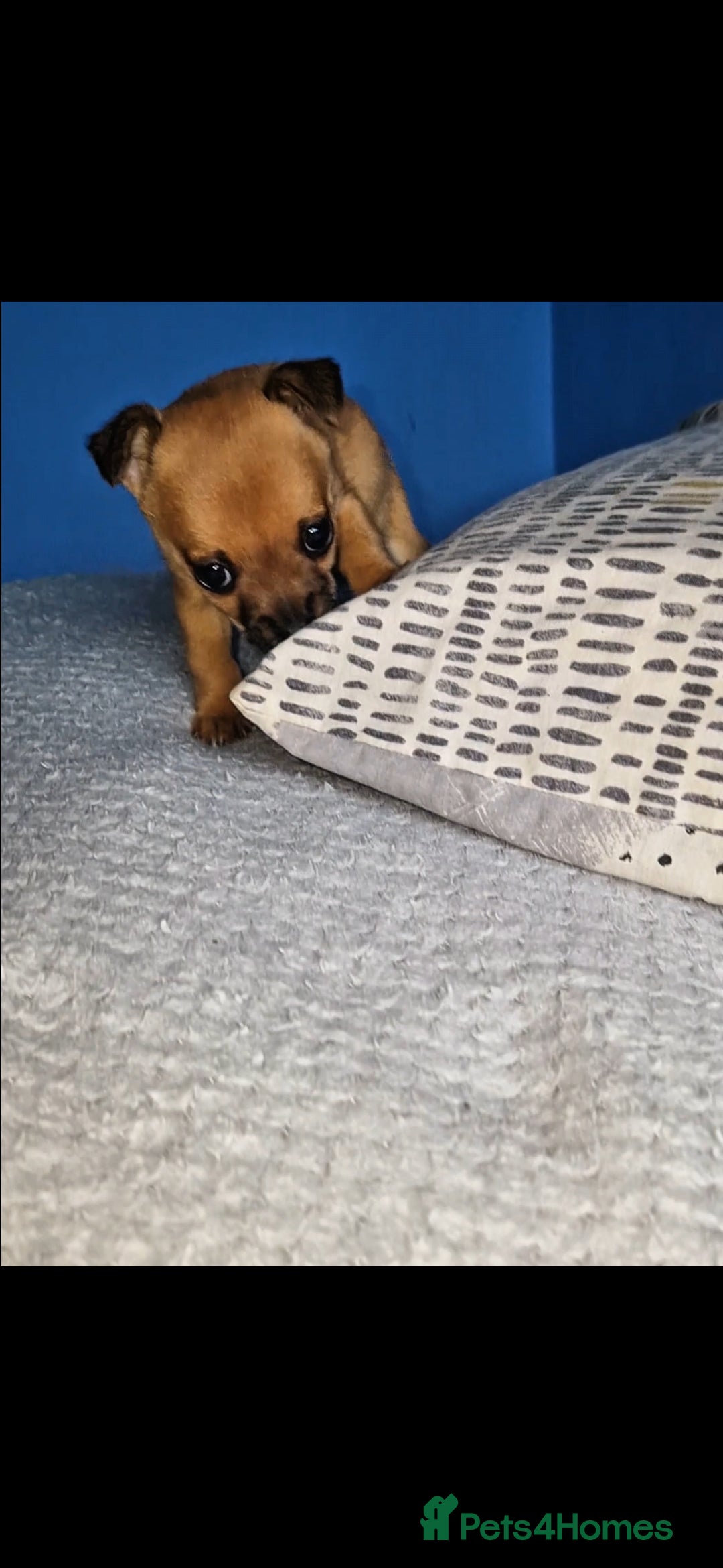Mixed Breed dogs for sale: Adorable 9 weeks old male jackawawa puppy - Advert 7