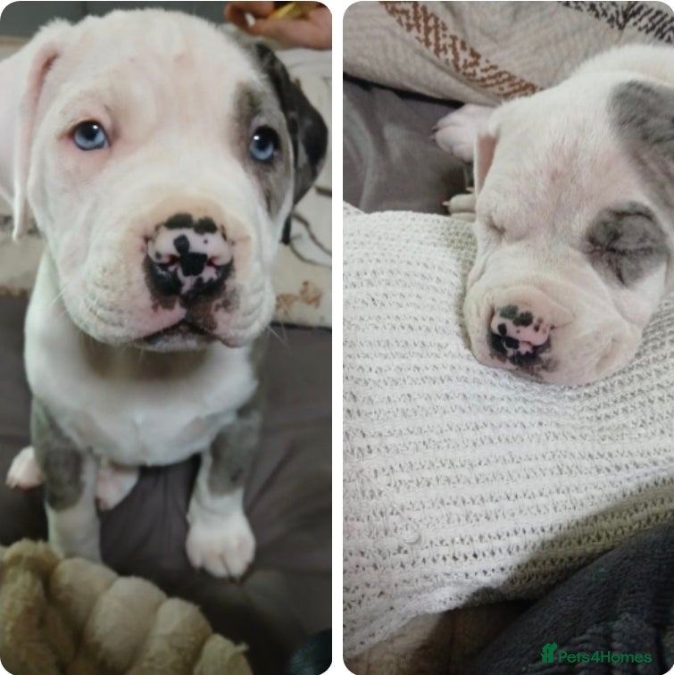 Mixed Breed dogs Blue merle boy amercian bully x - Advert 1