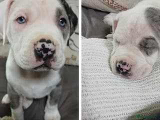 Mixed Breed dogs Blue merle boy amercian bully x - Advert 4