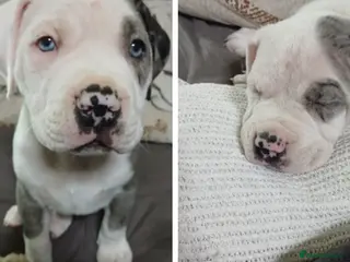 Mixed Breed dogs Blue merle boy amercian bully x - Advert 19