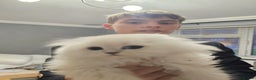Scottish Fold cats for sale: Stunning scottish folds - Advert 14