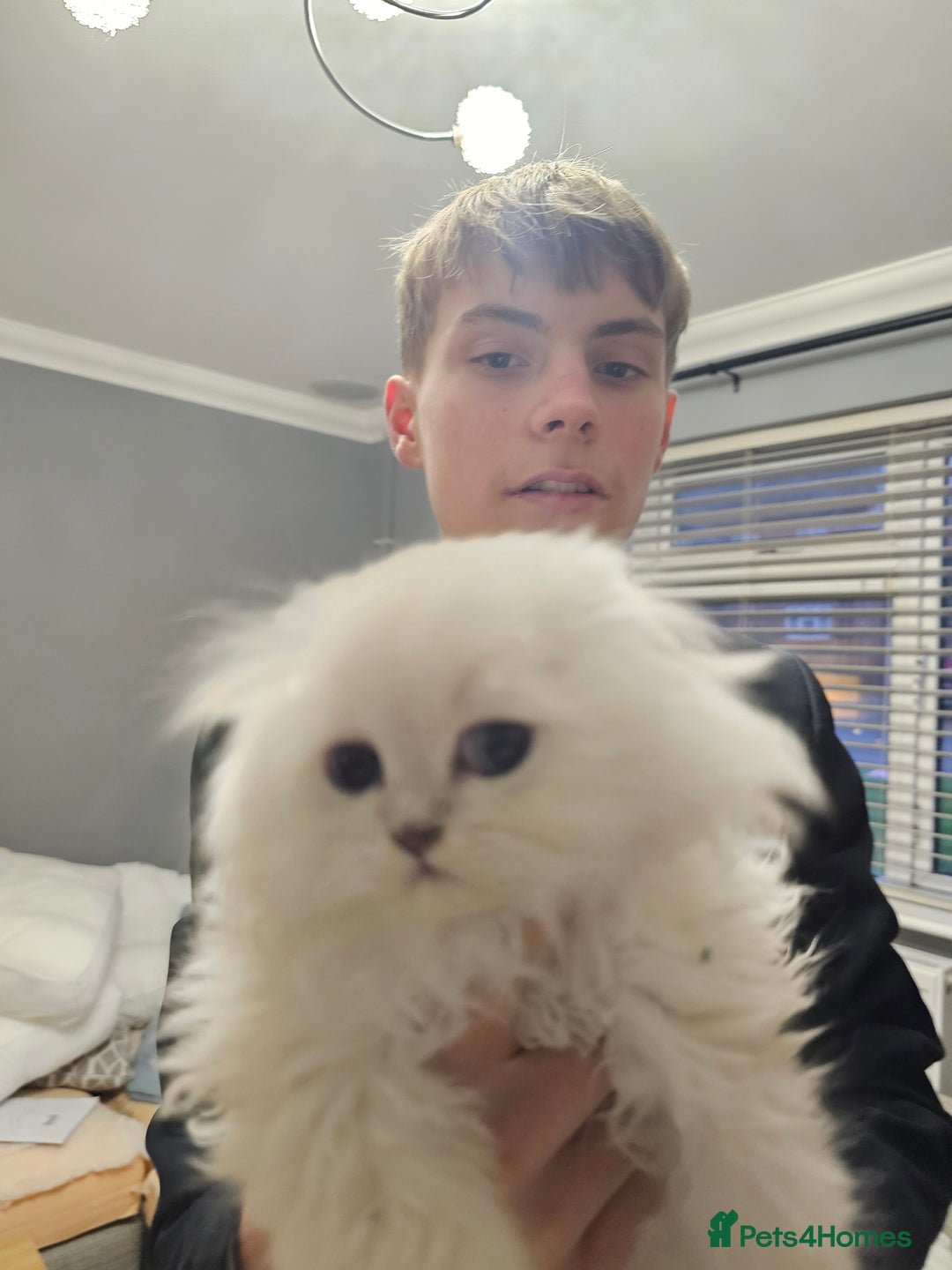 Scottish Fold cats for sale: Stunning scottish folds - Advert 14