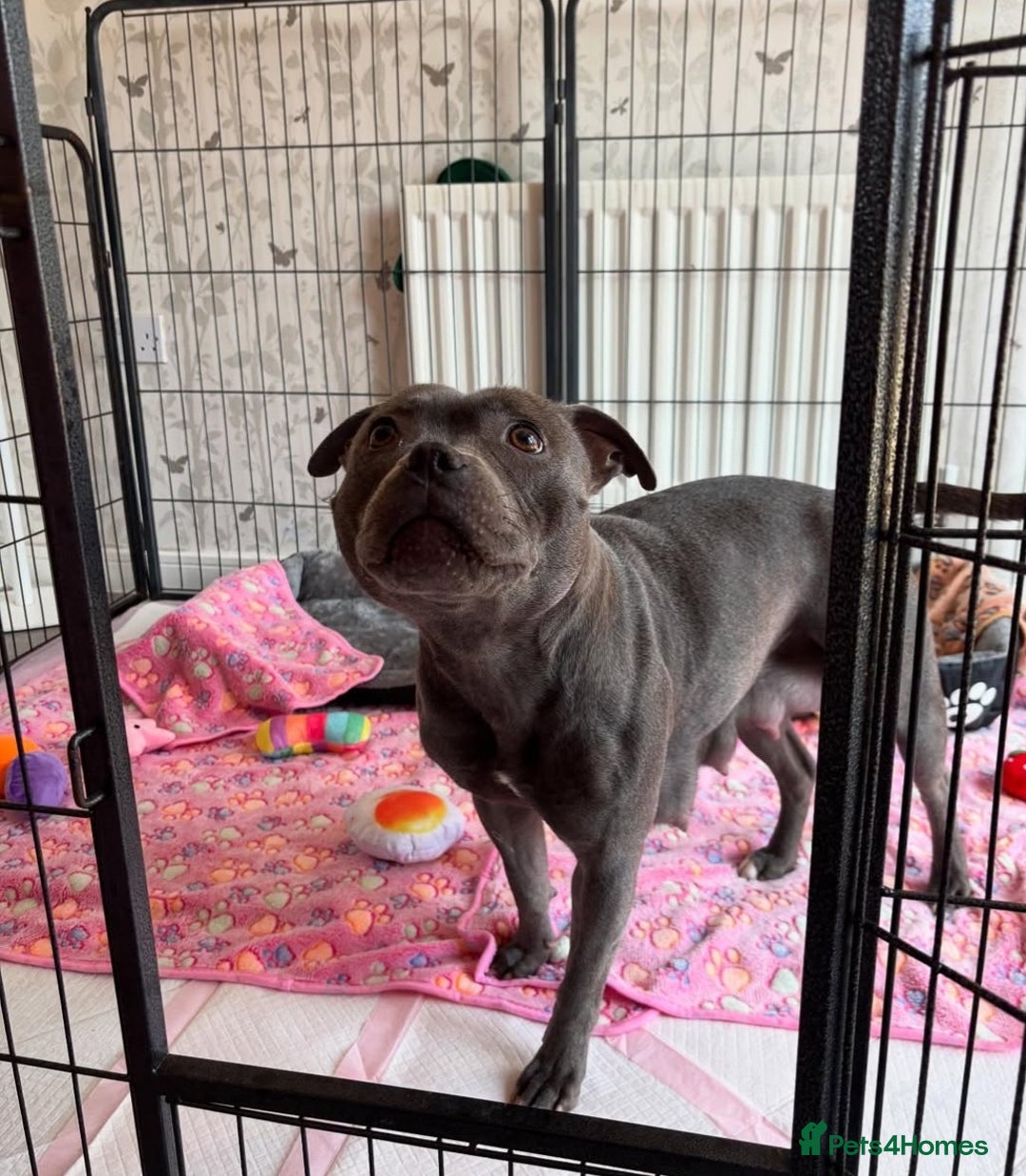 Staffordshire Bull Terrier dogs for sale: Staffordshire bull terrier puppies  - Advert 2